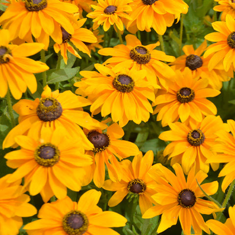 Rudbeckia Hirta & Black Eyed Susan Seeds