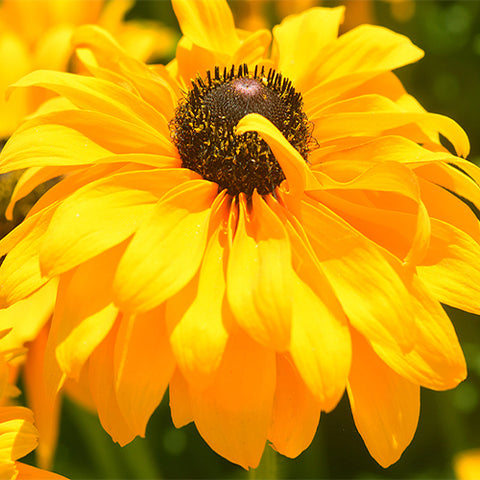 Rudbeckia-Hirta-Black-Eyed-Susan-Seeds