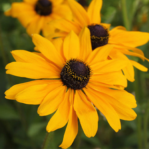 Rudbeckia Hirta & Black Eyed Susan Seeds