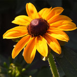 Rudbeckia-Hirta-Blackeyed-Susan-Seeds