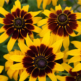 Rudbeckia-Hirta-Blackeyed-Susan-Seeds