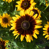 Rudbeckia-Hirta-Blackeyed-Susan-Seeds