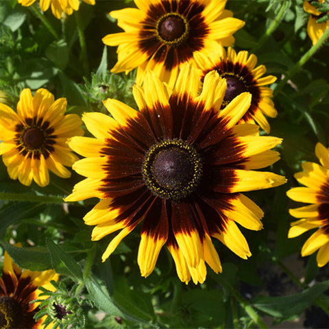 Rudbeckia-Hirta-Blackeyed-Susan-Seeds