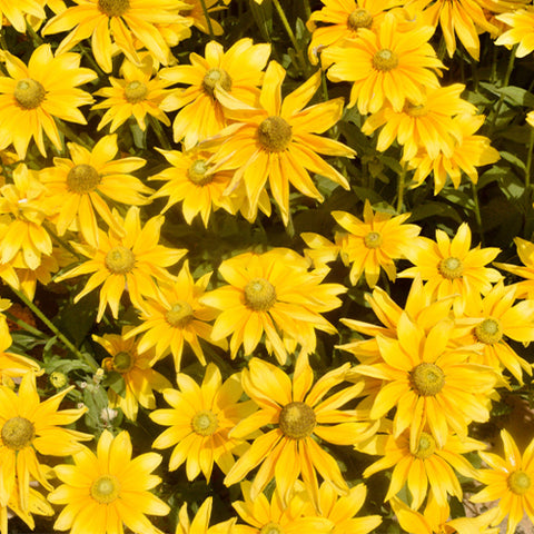 Rudbeckia-Hirta-Coneflower-Seeds