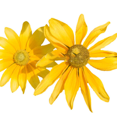 Rudbeckia-Hirta-Coneflower-Seeds