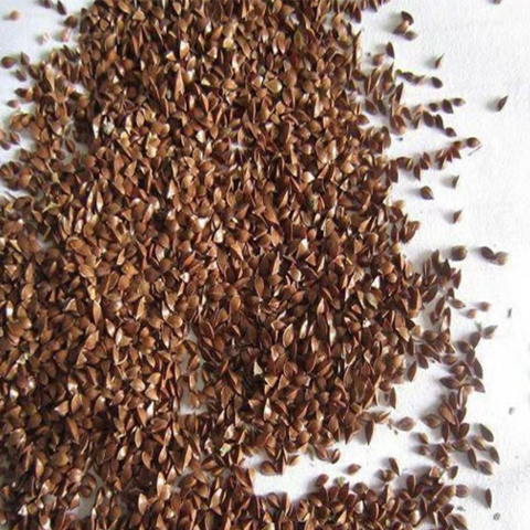 Rumex patientia & Patience dock Seeds