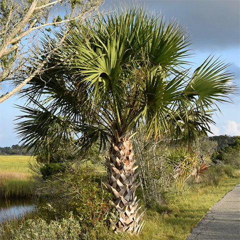 Sabal Palmetto & Cabbage Palm Seeds