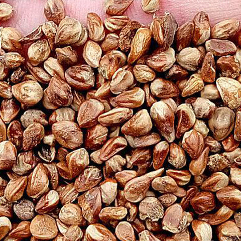 Sabina chinensis & China savin Seeds