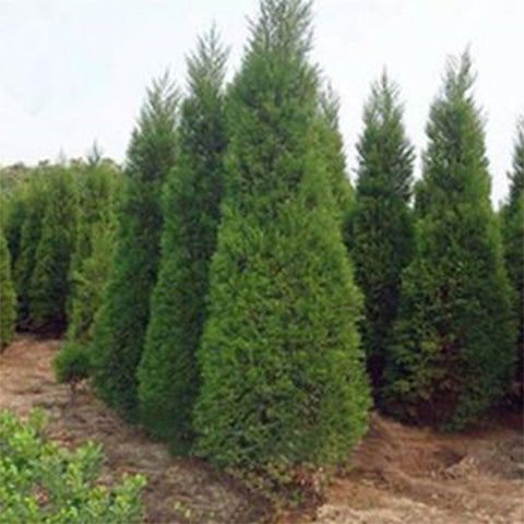 Sabina chinensis & China savin Seeds