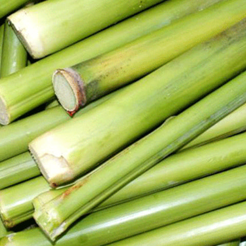 Saccharum Officinarum & Sugar Cane Seeds