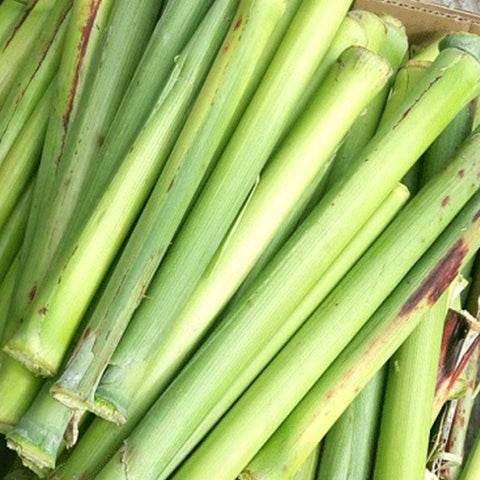 Saccharum Officinarum & Sugar Cane Seeds