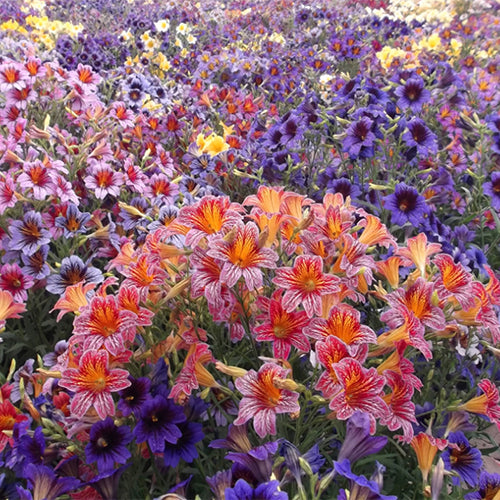 thumbnail image 2 of 200 Mixed Velvet Trumpet Flower Seeds Salpiglossis Sinuata Painted Flowers 2 of 13