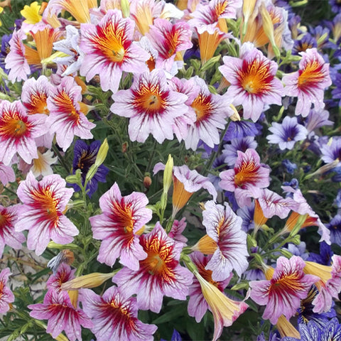 Salpiglossis-Sinuata-Painted-Tongue-Seeds