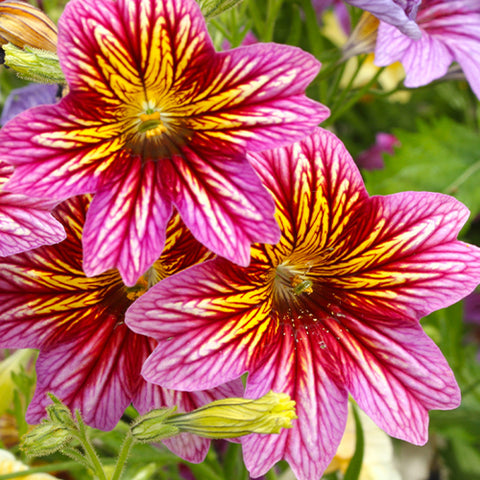 Salpiglossis Sinuata Seeds