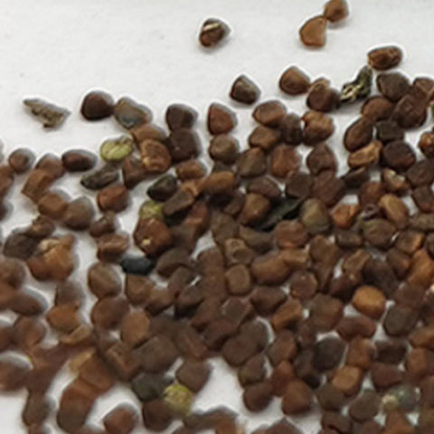Salpiglossis Sinuata Seeds