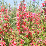 Salvia-Coccinea-Sage-Seeds