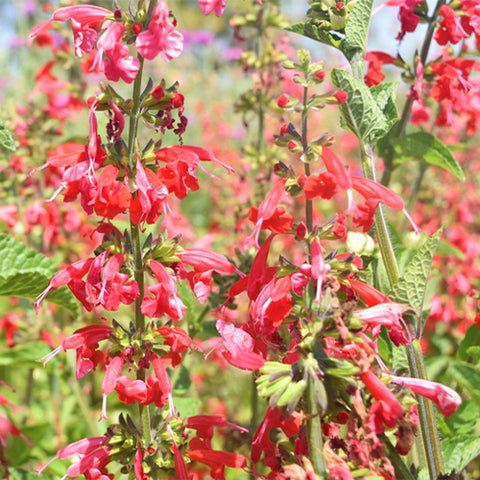 Salvia-Coccinea-Sage-Seeds