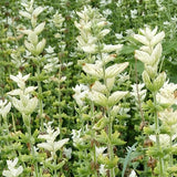 Salvia Farinacea & Mealycup Sage Seeds