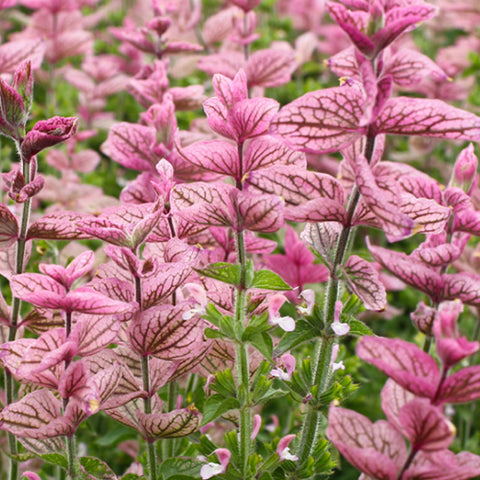 Salvia Farinacea & Mealycup Sage Seeds