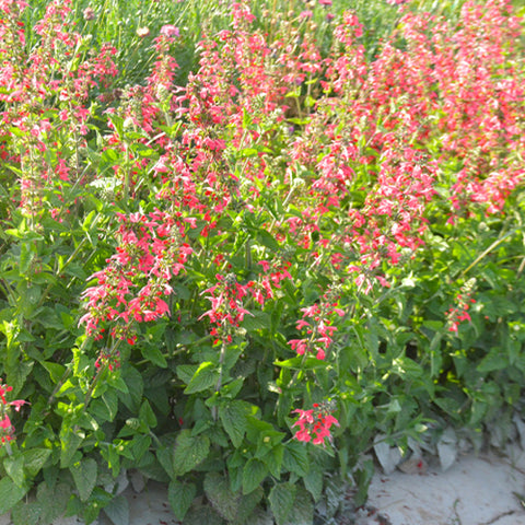 Salvia Farinacea & Mealycup Sage Seeds