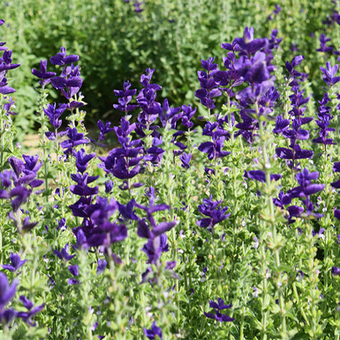 Salvia-Farinacea-Sage-Seeds