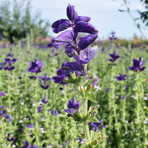 Salvia-Farinacea-Sage-Seeds