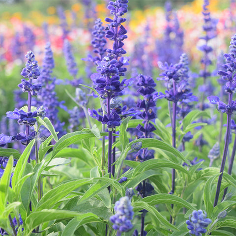 Salvia-Farinacea-String-Ofblue-Seeds