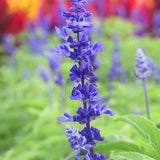 Salvia-Farinacea-String-Ofblue-Seeds