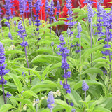 Salvia-Farinacea-String-Ofblue-Seeds