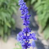 Salvia-Farinacea-String-Ofblue-Seeds