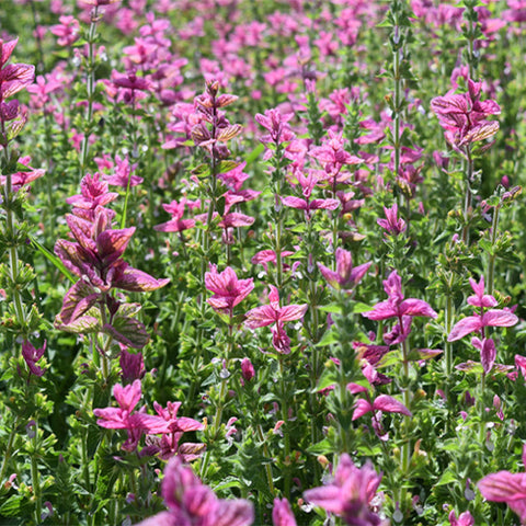 Salvia-Horminum-Sage-Seeds
