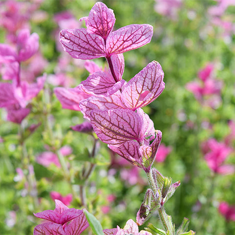Salvia-Horminum-Sage-Seeds
