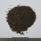 Salvia-Japonica-Sage-Seeds