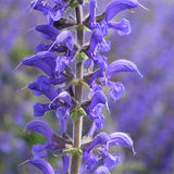 Salvia-Japonica-Sage-Seeds