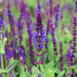 Salvia-Japonica-Sage-Seeds