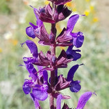 Salvia Japonica & Sage Seeds