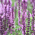 Salvia-Japonica-Sage-Seeds