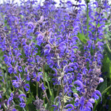 Salvia-Japonica-Sage-Seeds