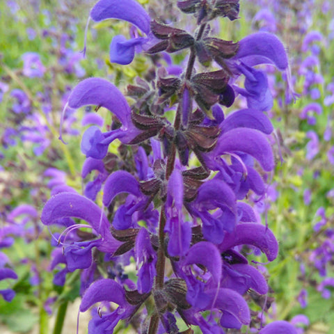 Salvia Japonica & Sage Seeds
