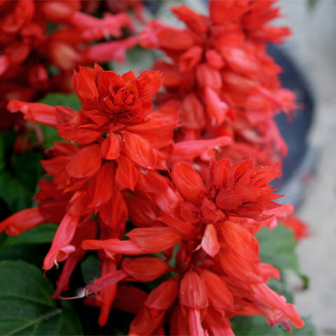 Salvia-Splendens-Scarlet-Sage-Seeds