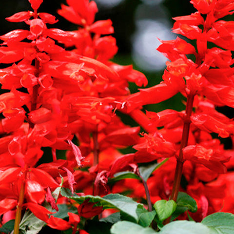 Salvia Splendens & Scarlet Sage Seeds