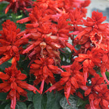 Salvia-Splendens-Scarlet-Sage-Seeds
