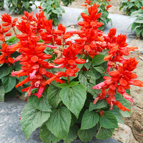 Salvia Splendens & Scarlet Sage Seeds