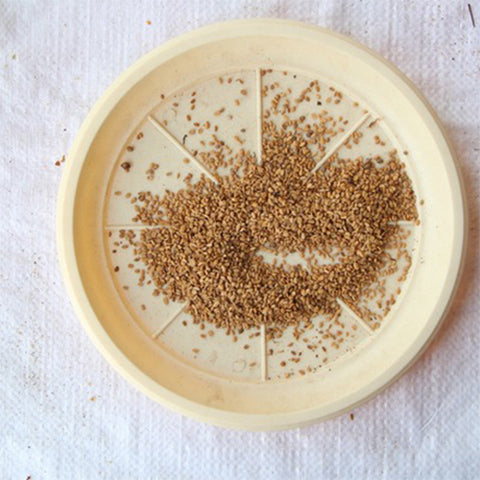 Sambucus williamsii & Elderberry Seeds