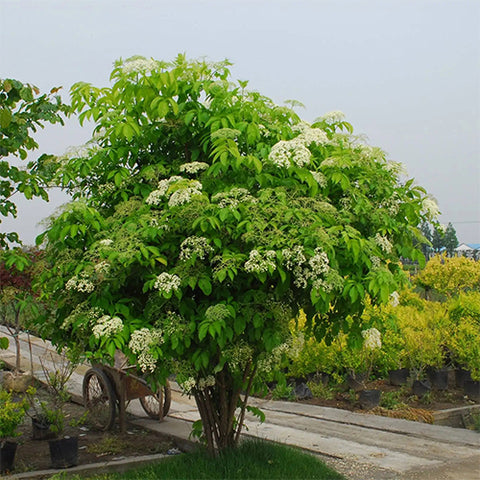 Sambucus williamsii & Elderberry Seeds