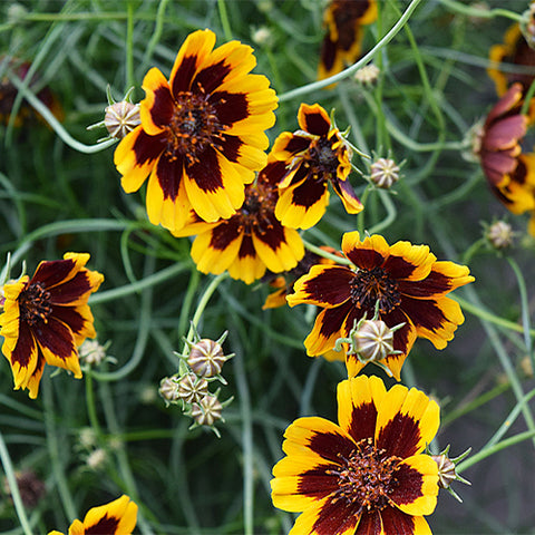 Sanvitalia-Procumbens-Snake-Eyes-Daisy-Seeds
