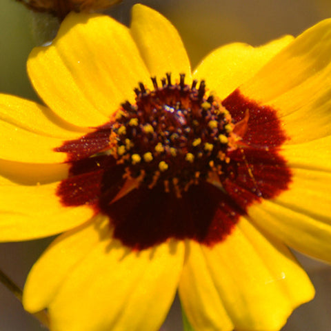 Sanvitalia Procumbens & Snake Eyes Daisy Seeds