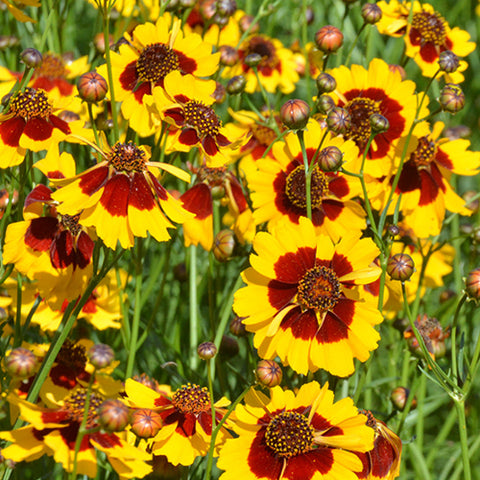 Sanvitalia Procumbens & Snake Eyes Daisy Seeds