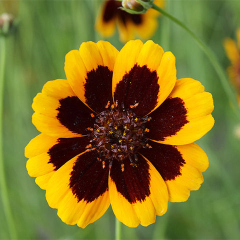 Sanvitalia-Procumbens-Snake-Eyes-Daisy-Seeds