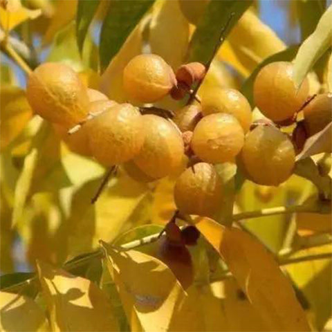 Sapindus mukorossi & Indian soapberry Seeds